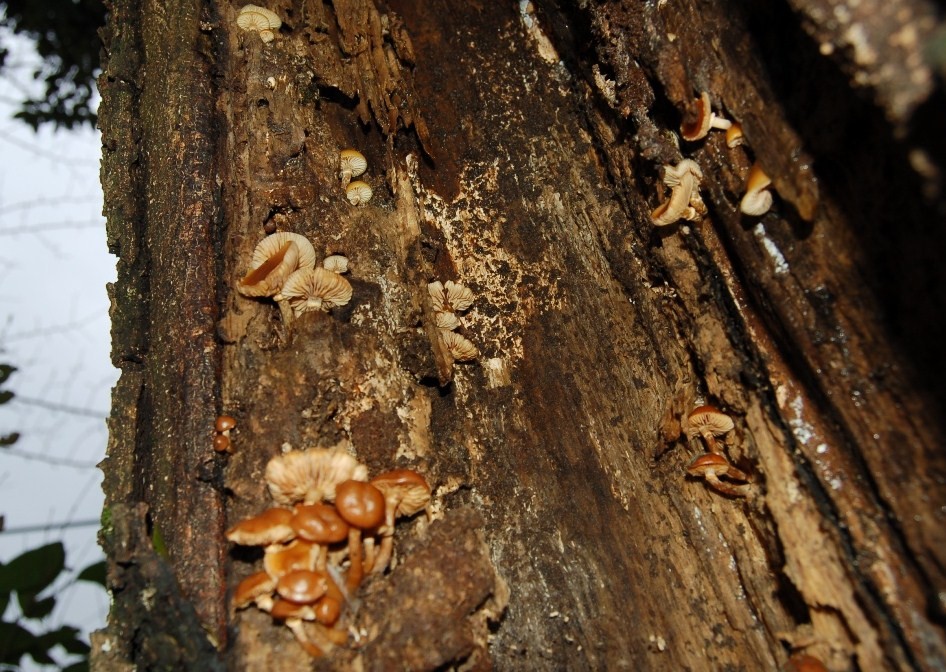 Funghi dell''11 gennaio.